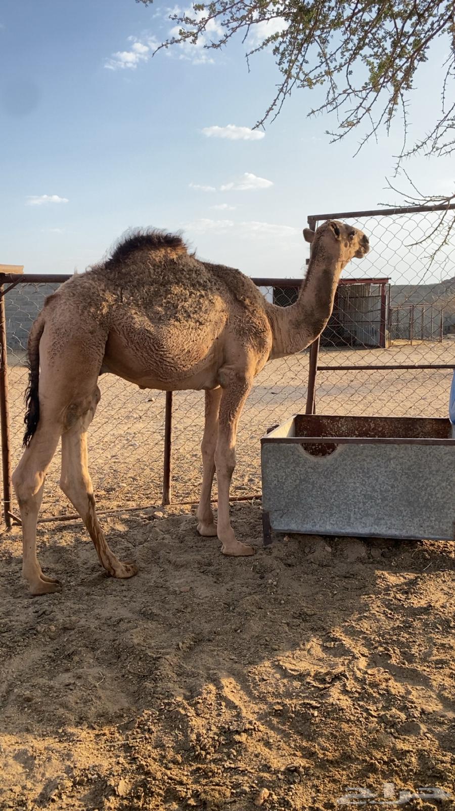 قعود للبيع64595697050370110