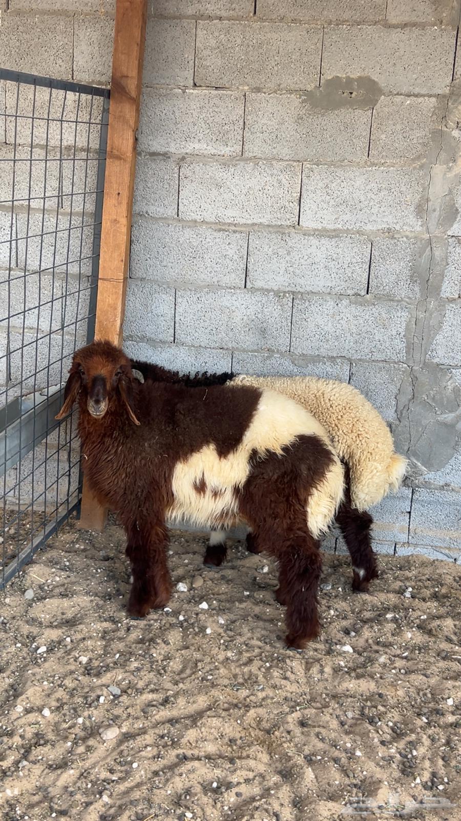 نعيم ودواغير64591743740034113