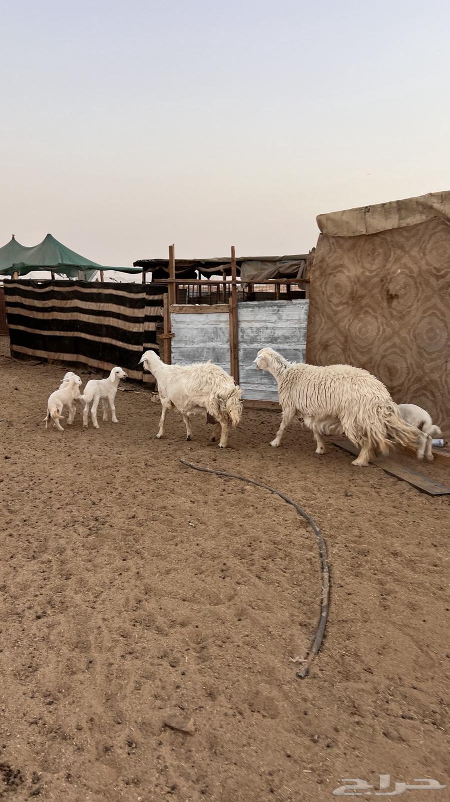 غنم حريات متاويم عدد264595648045442112