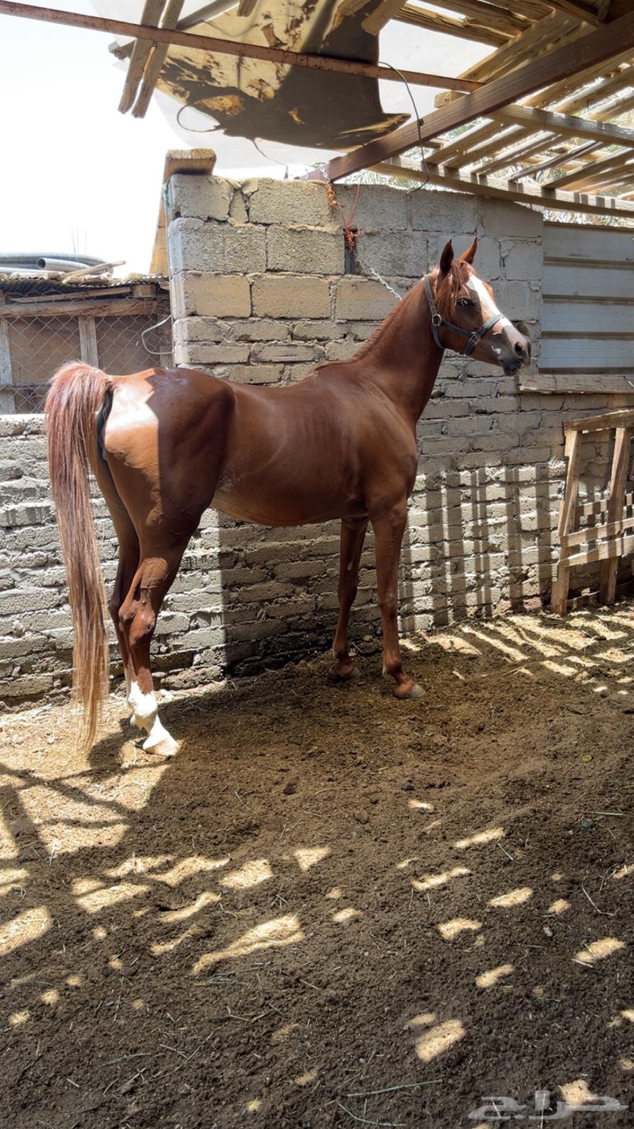 فرس شعبيه للبيع لقاح ثقيل64592829933698111