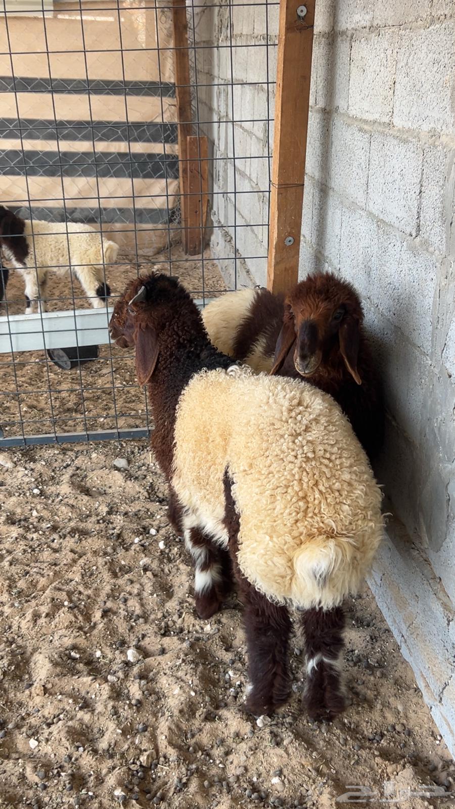 نعيم ودواغير64591743740034111