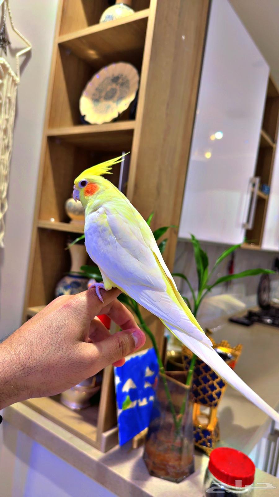 زوج كروان للبيع64593239958145111