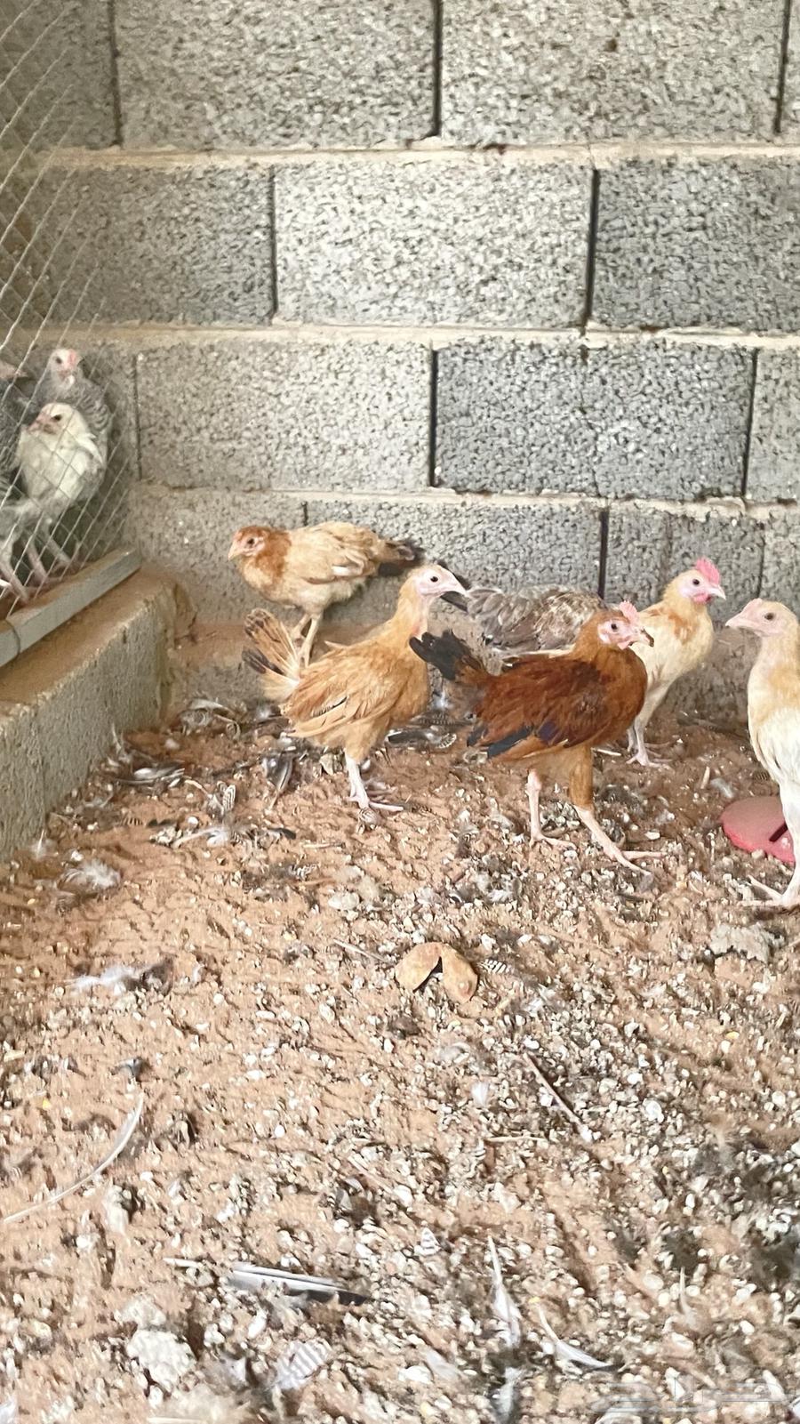 دجاج بلدي64584503771779113