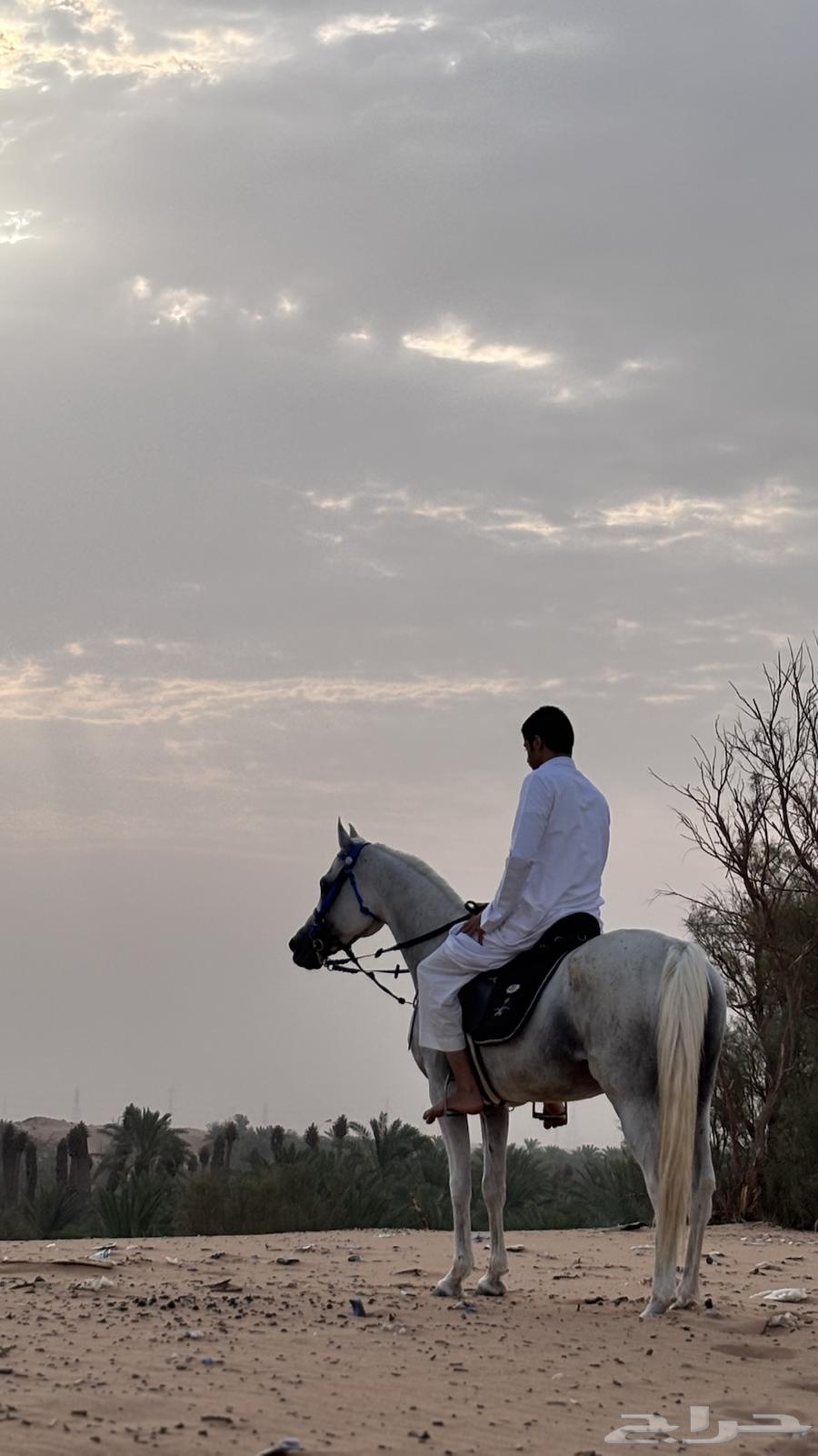 حصان واهو64583011751427111