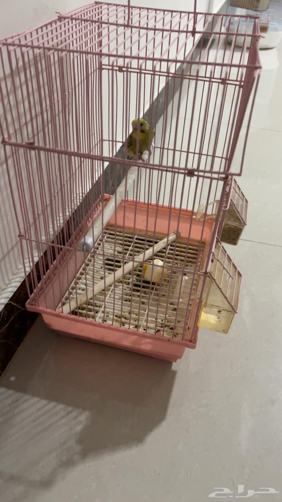 طيور الحب64591490279809112