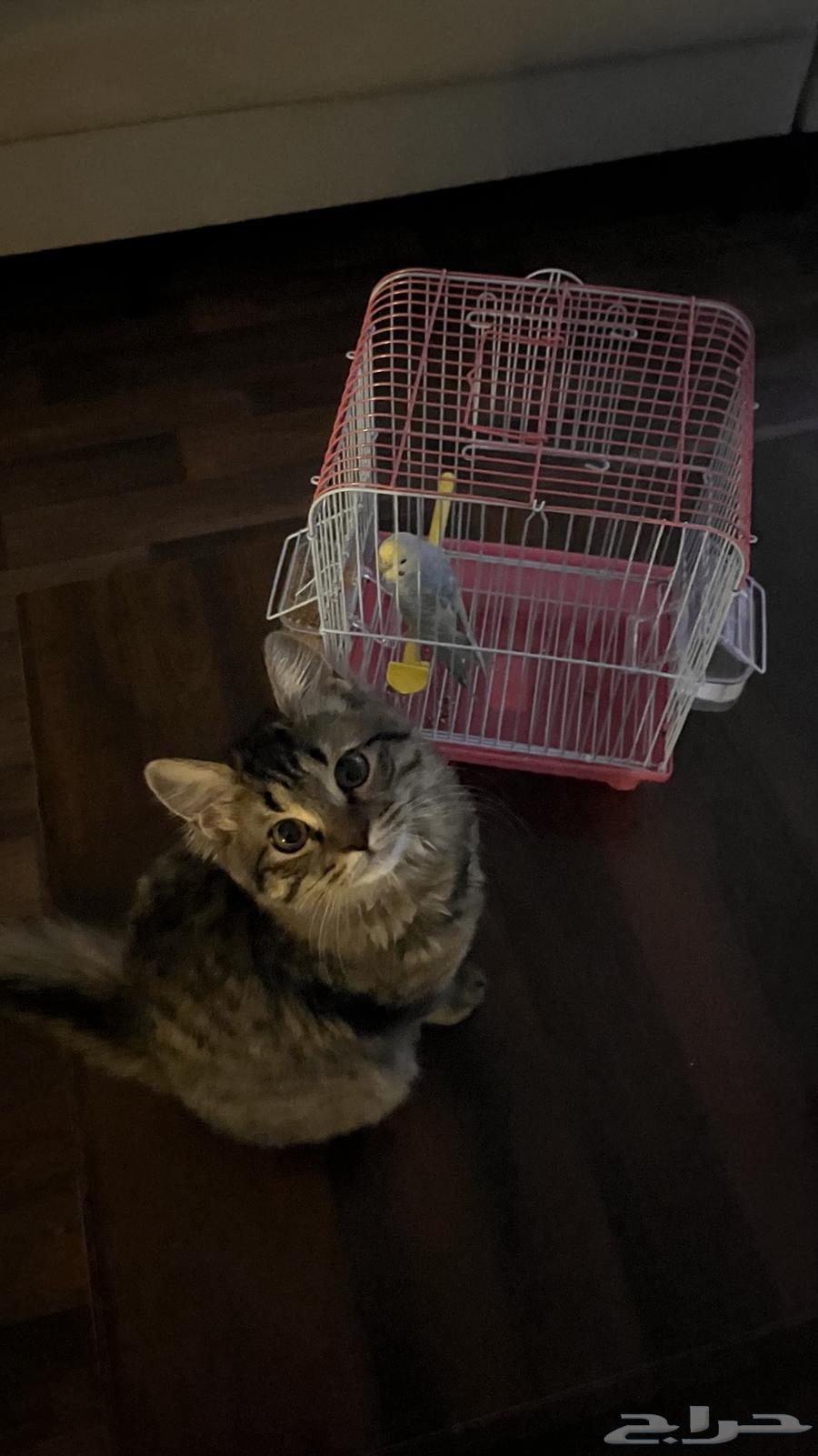 قط شيرازي للبيع64591840461569112