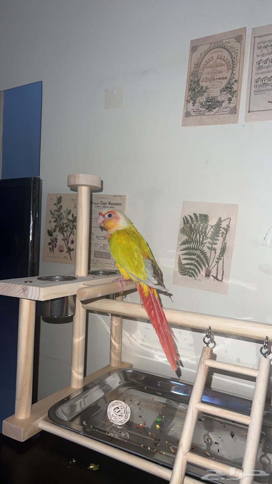 كنيور صن شيك للبيع64591346896514112