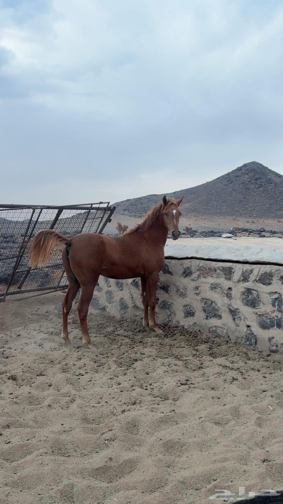 مهره شعبيه للبيع64593986760066112