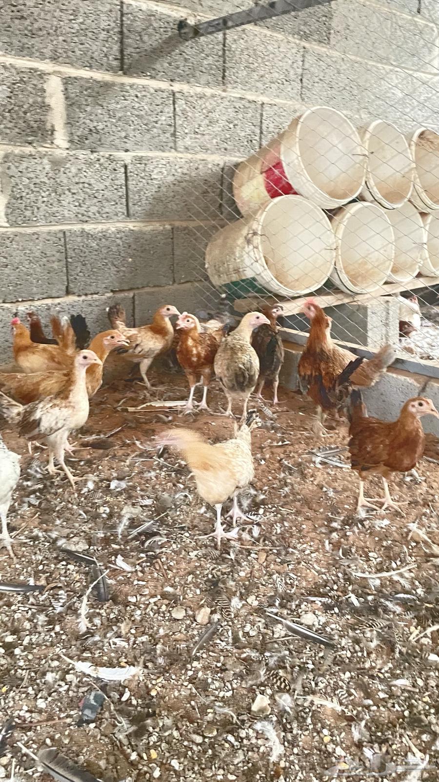 دجاج بلدي64584503771779114