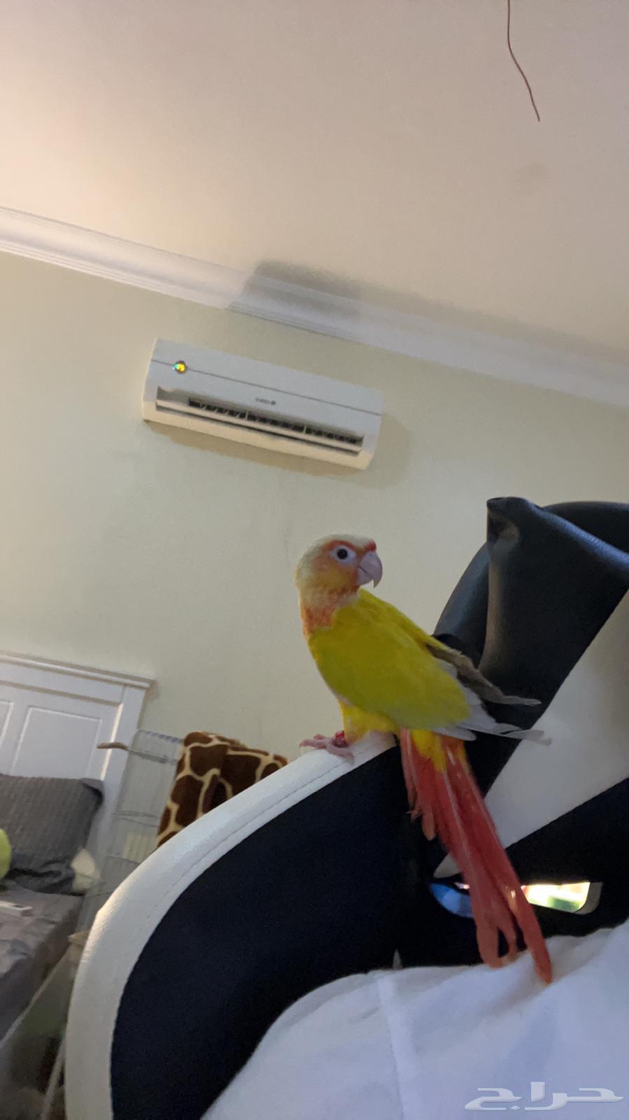 كنيور صن شيك للبيع64591346896514113