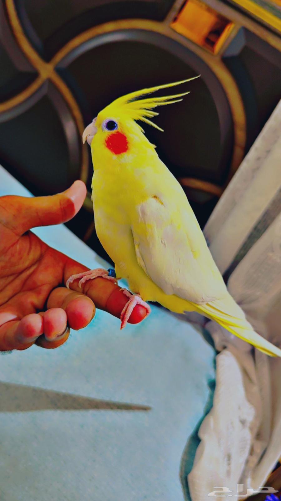 زوج كروان للبيع64593239958145112