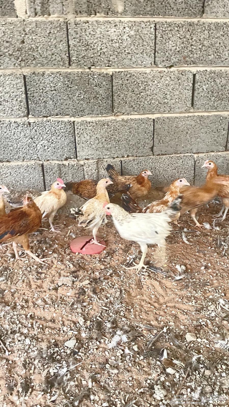 دجاج بلدي64584503771779112