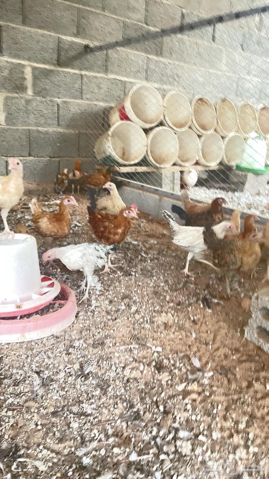 دجاج بلدي64584503771779110