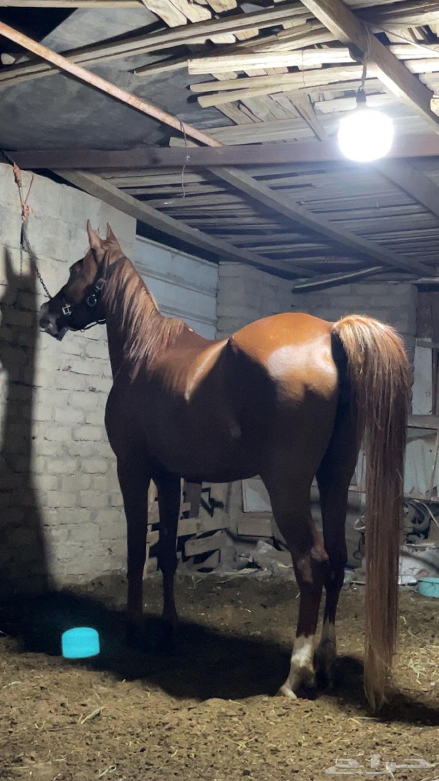 فرس شعبيه للبيع لقاح ثقيل64592829933698112