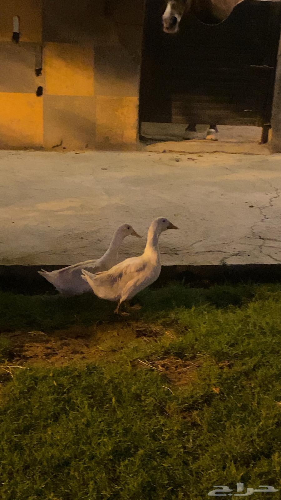 بط للبيع64588248595585112