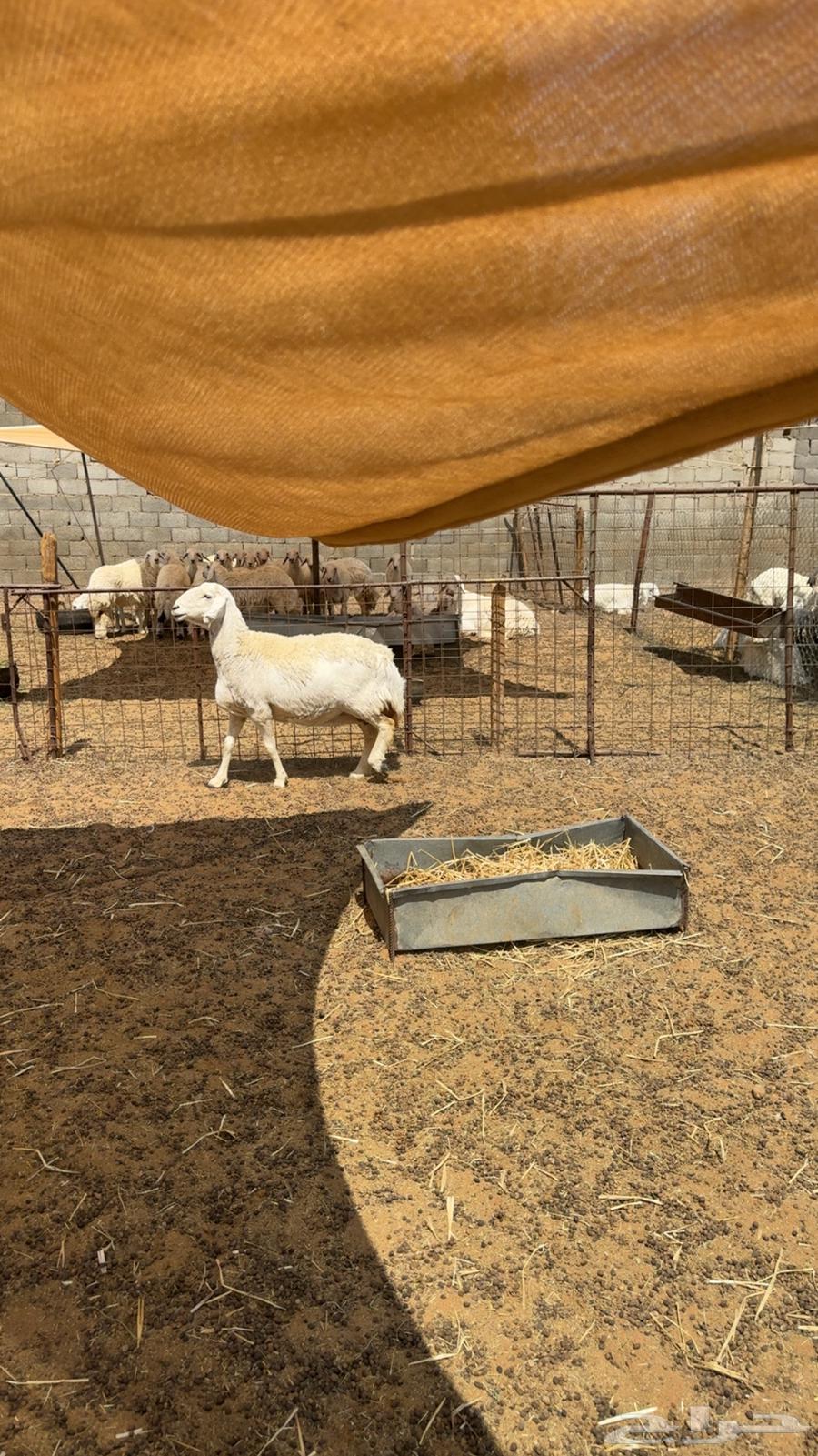 Shah Hayil Fat64593827012355110