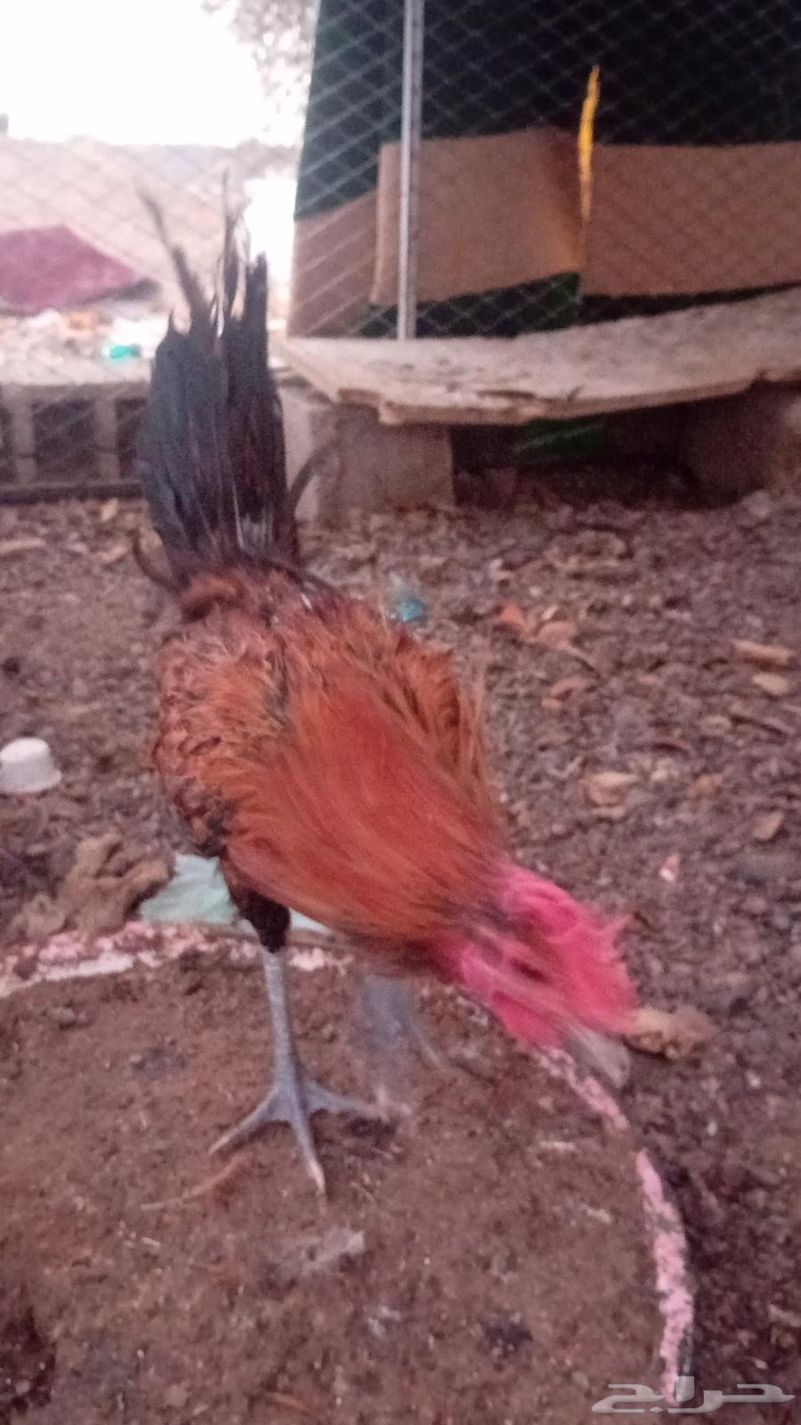 ديك للبيع العمر 7شهور64593827026434110