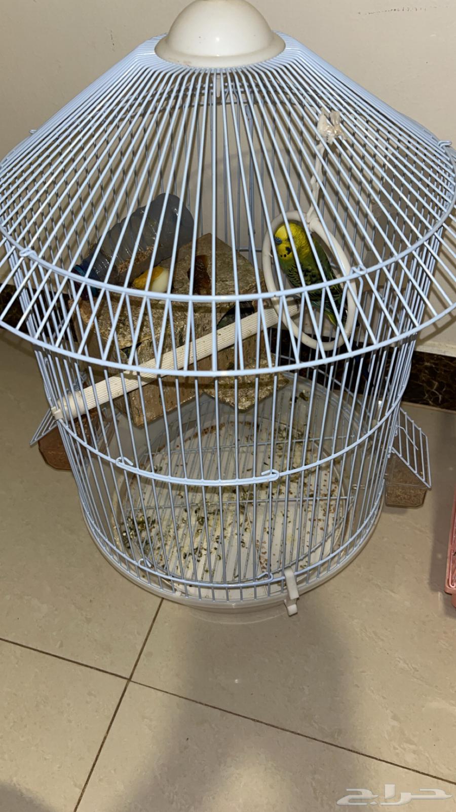 طيور الحب السعر350 مع انثى وذكر وعيال توه جاين حدهن 350  ال64590385512067112