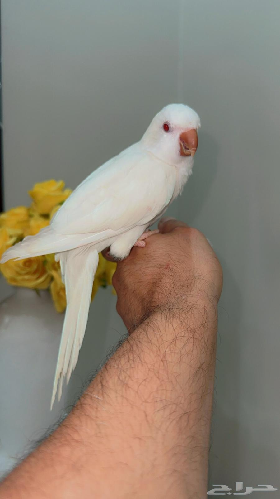 Quaker Monk Albino and Talking64594676414977111