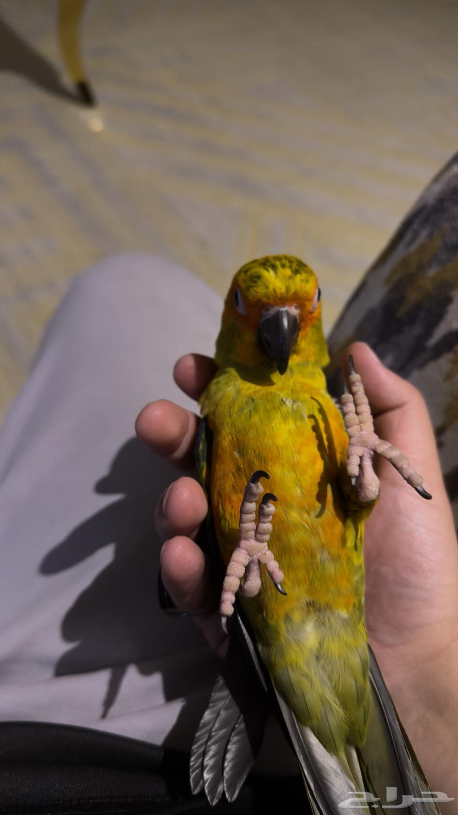 صن كنيور اليف هدد64593986729730114