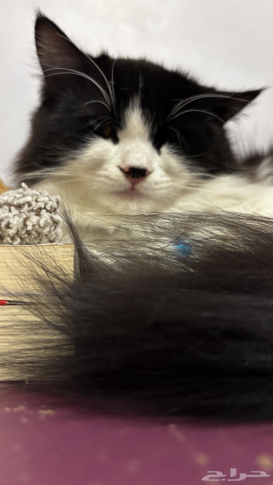 قطط شيرازي توكسيدو أخوان للبيع64611930042371112