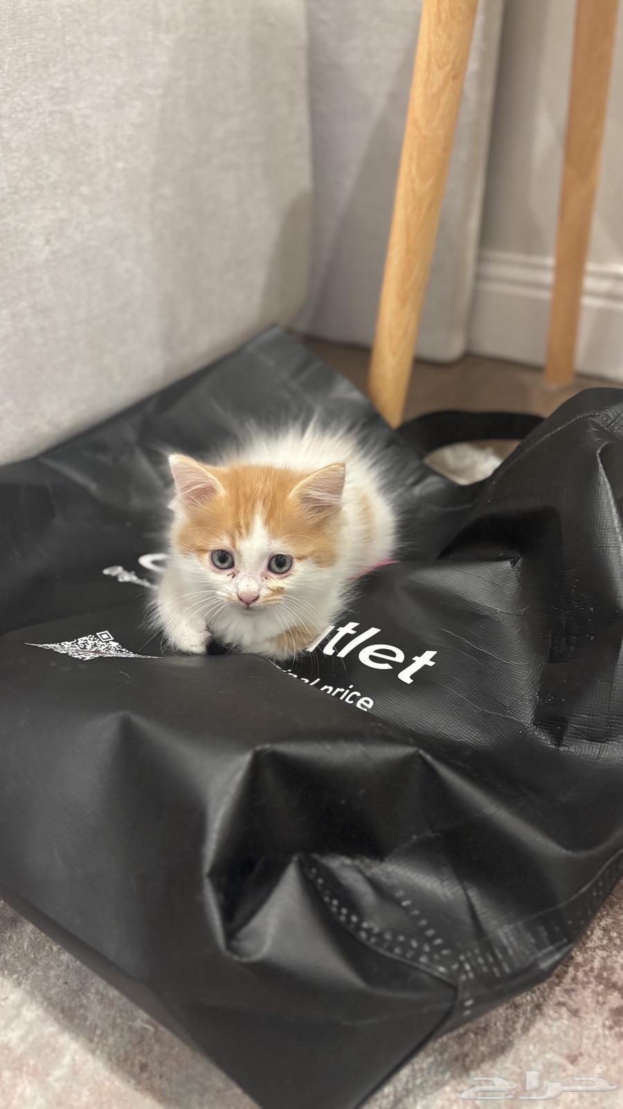 كتنز شيرازي للبيع   قطط64596452700931111