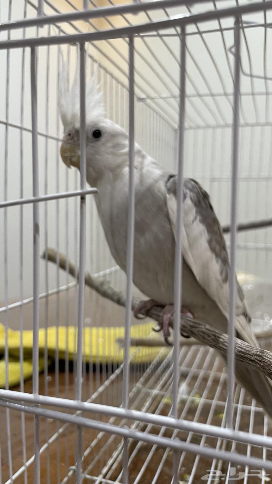 انثى كروان(تم البيع)64593546478723110