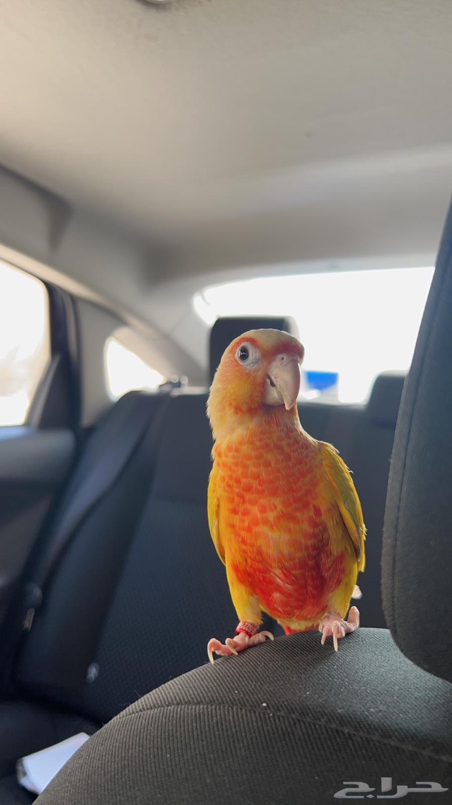 كنيور صن شيك للبيع64591346896514110