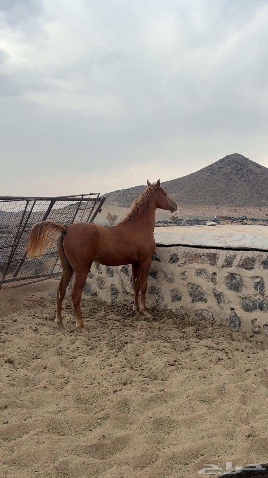 مهره شعبيه للبيع64593986760066111