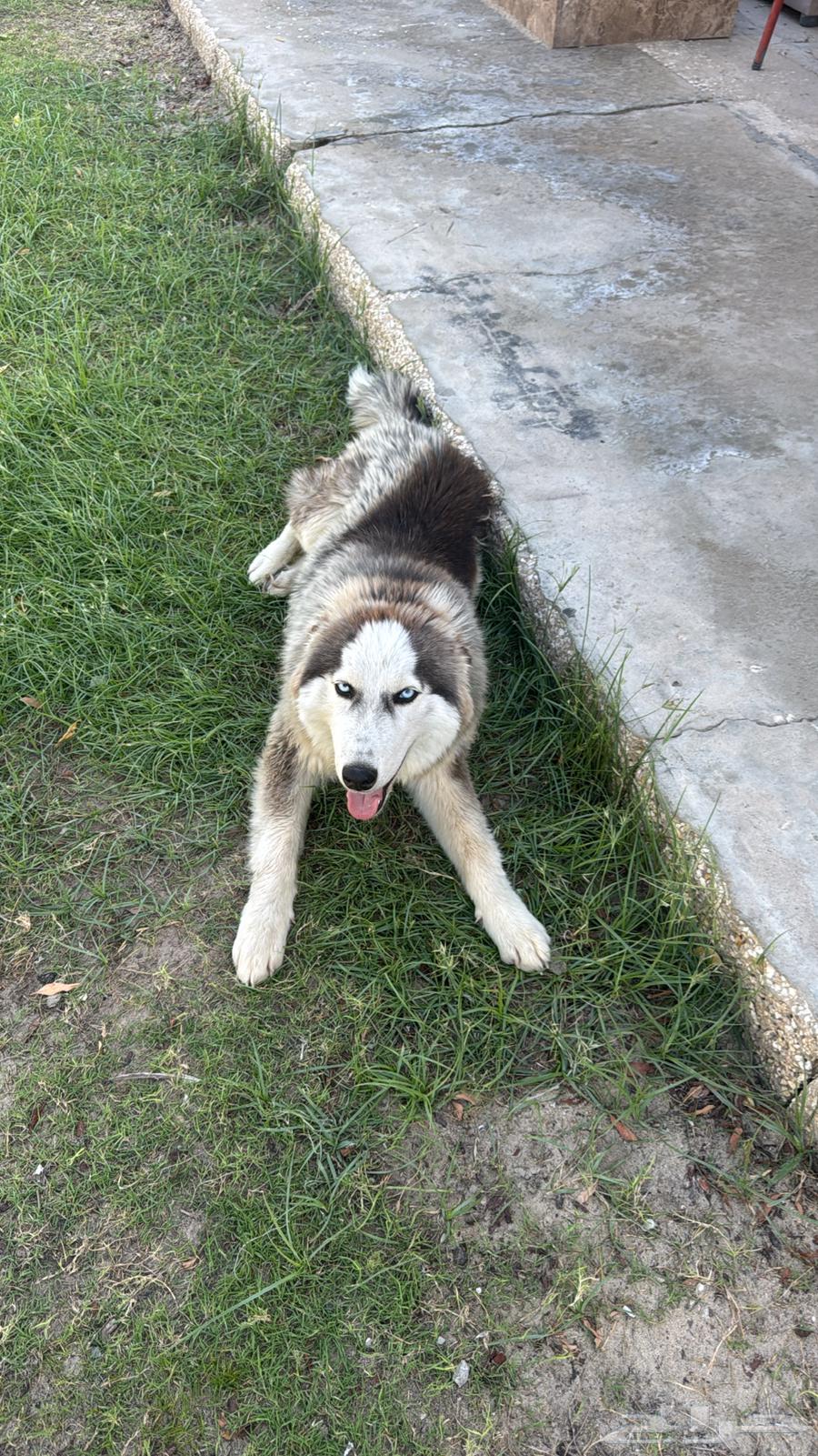 هاسكي للبيع64592335276161111