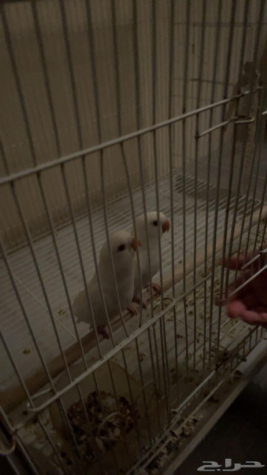 Bird of the Day64591562440705111