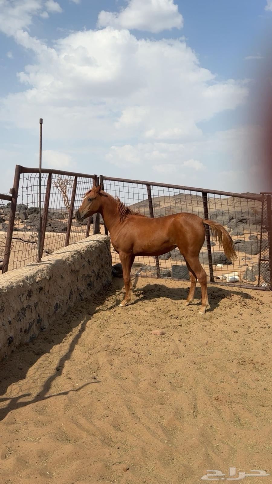 مهره شعبيه للبيع64593986760066113