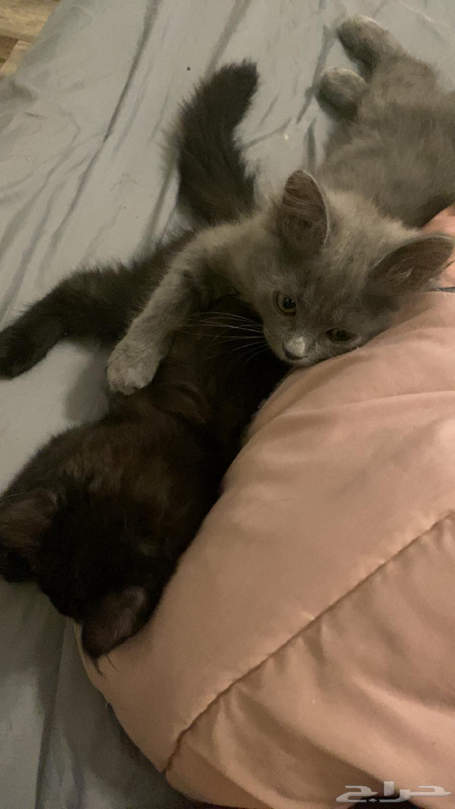 قطط للبيع64593814529027111
