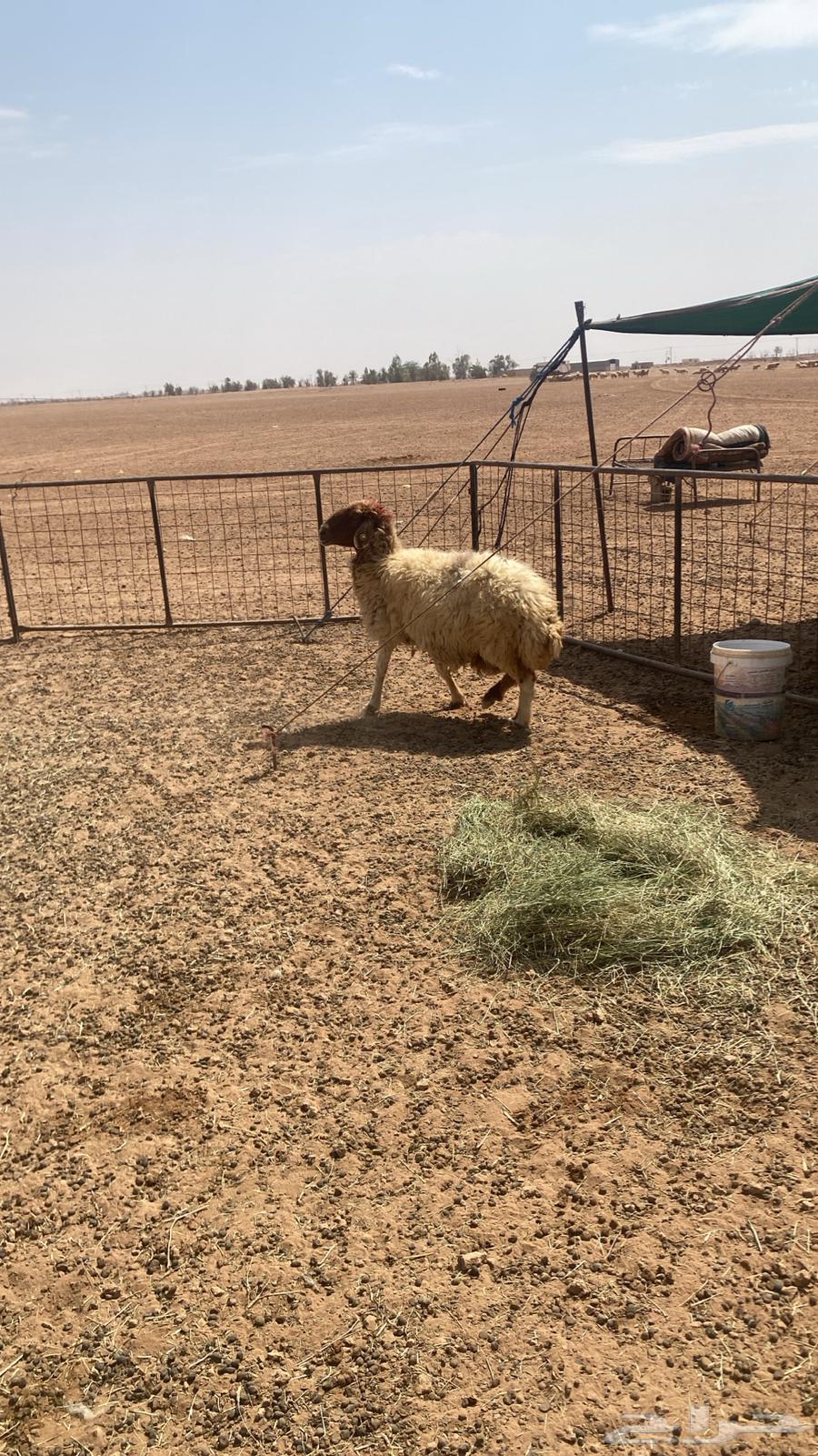 شاه قصب للبيع64590862078593110