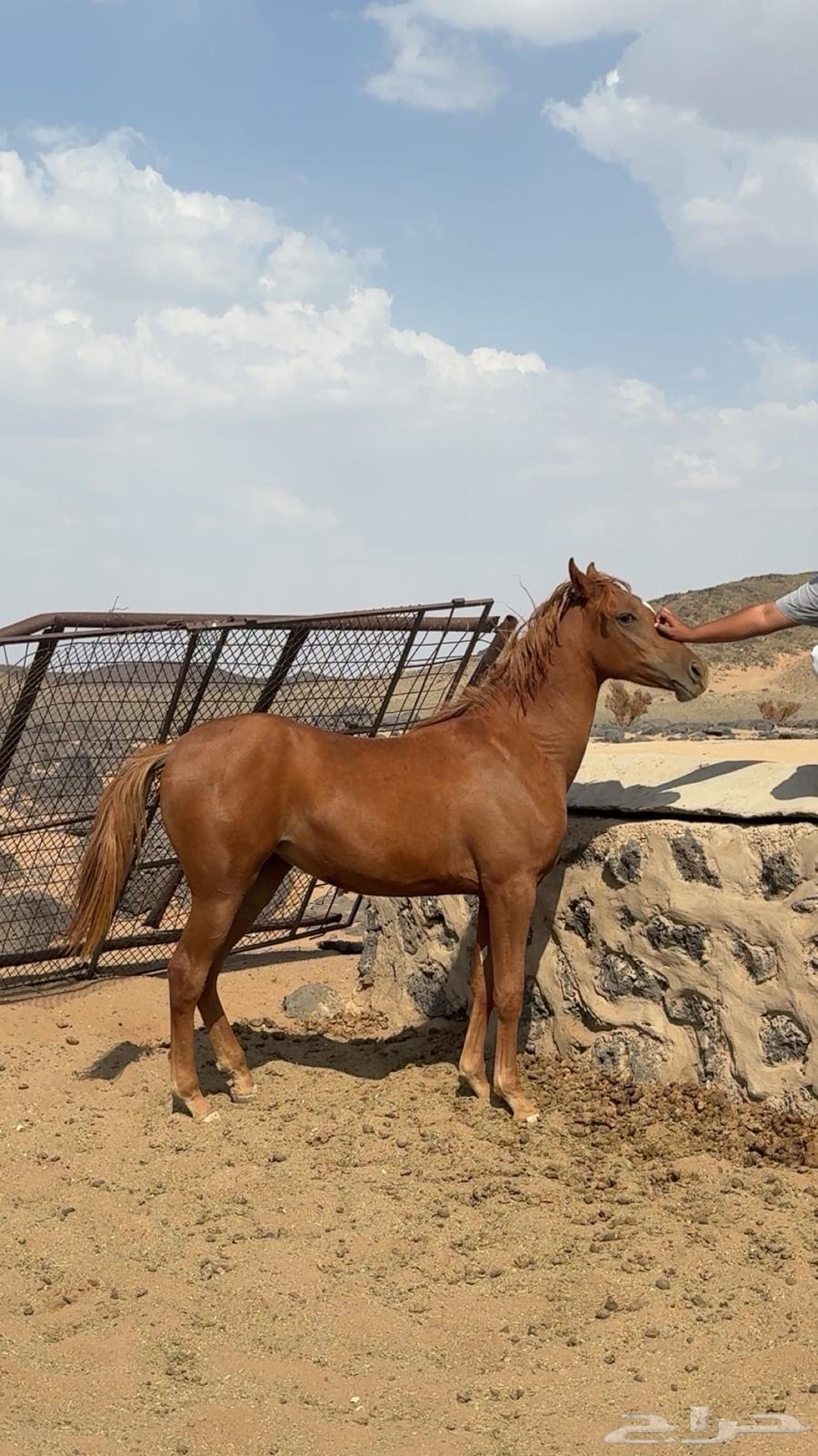 مهره شعبيه للبيع64593986760066110