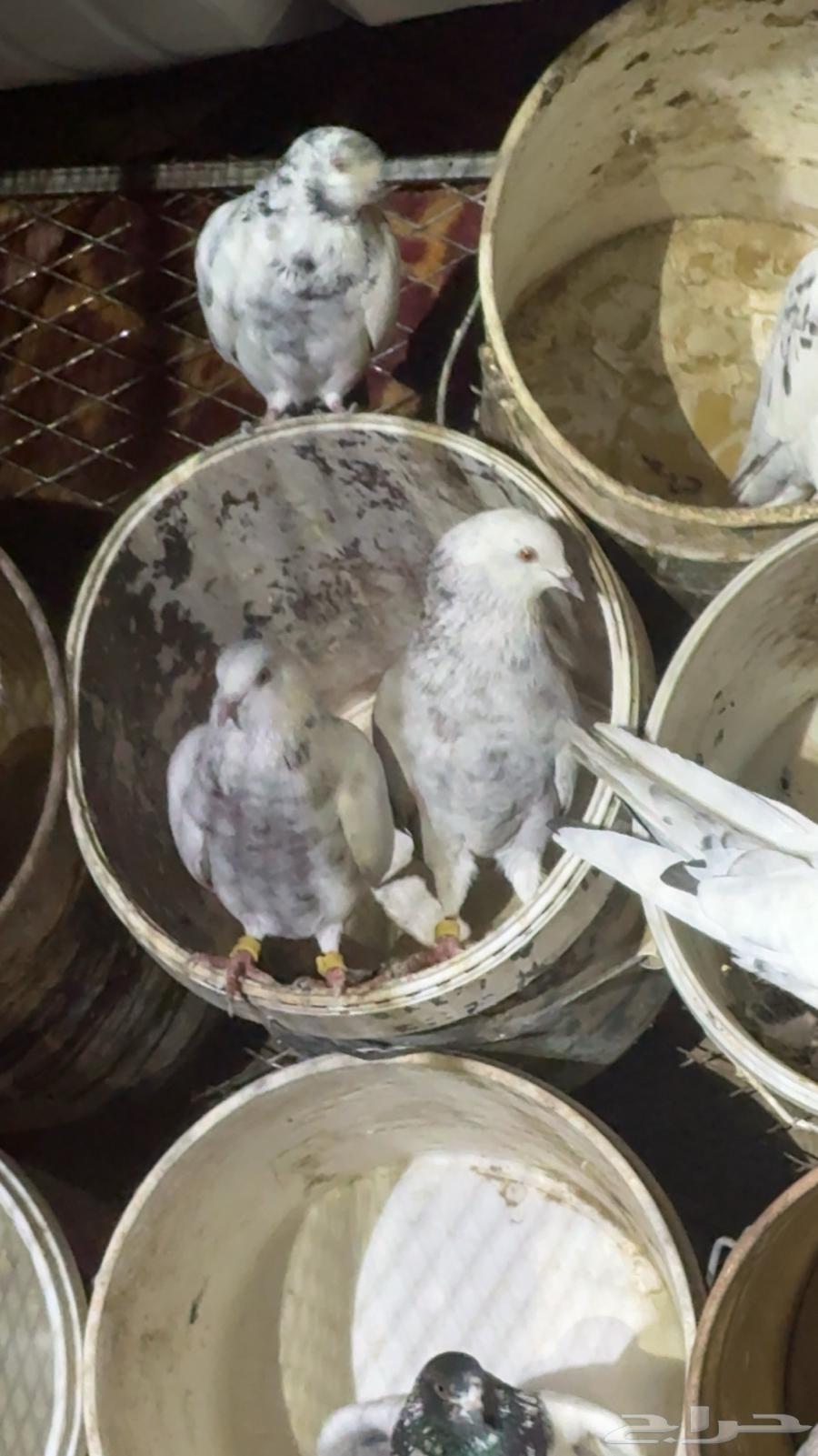 حمام بكستنائي64588856271233111