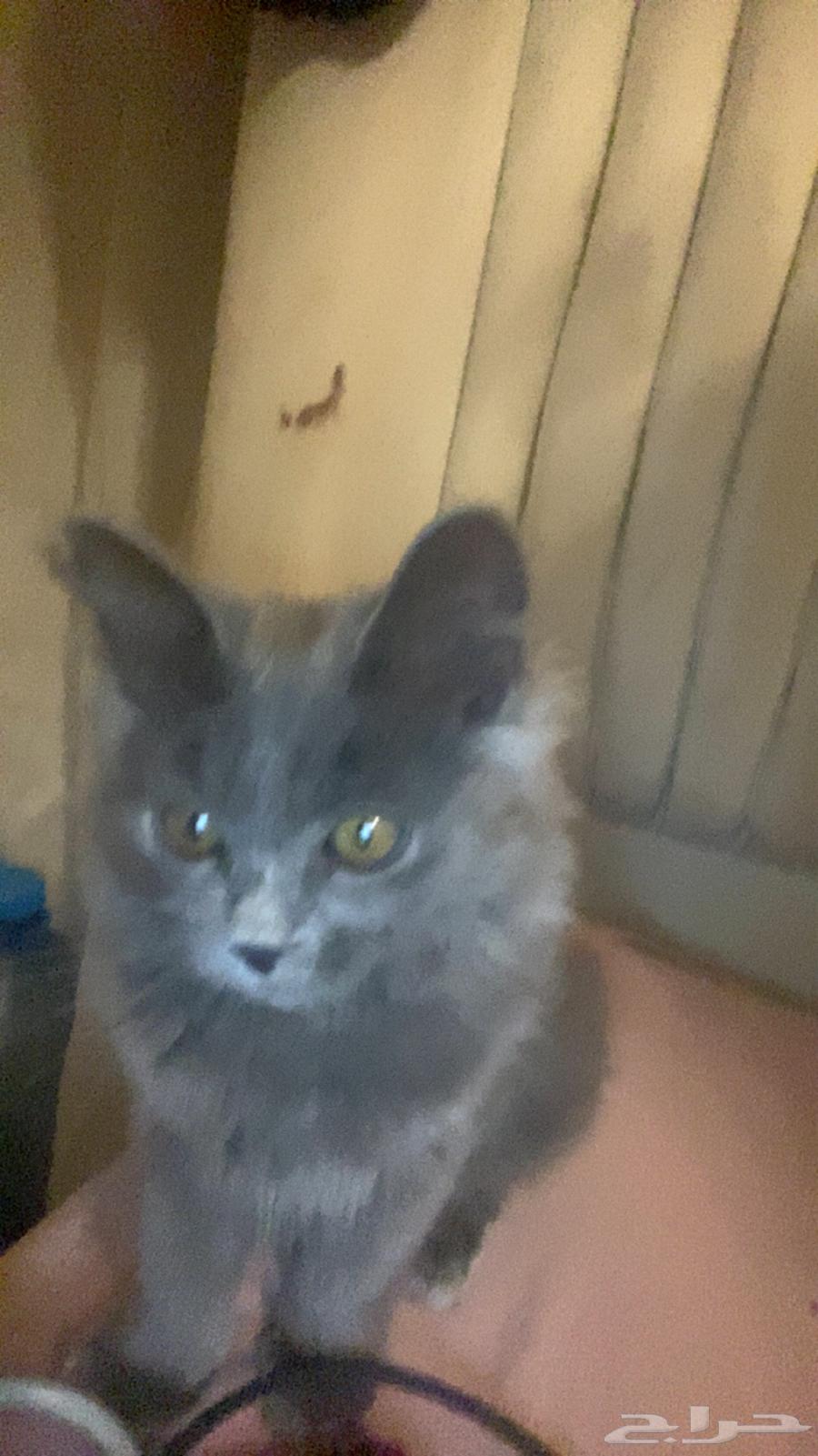 قطط للبيع64593814529027113