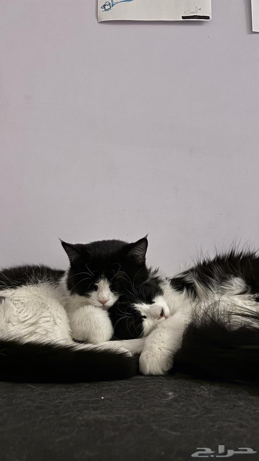 قطط شيرازي توكسيدو أخوان للبيع64611930042371110