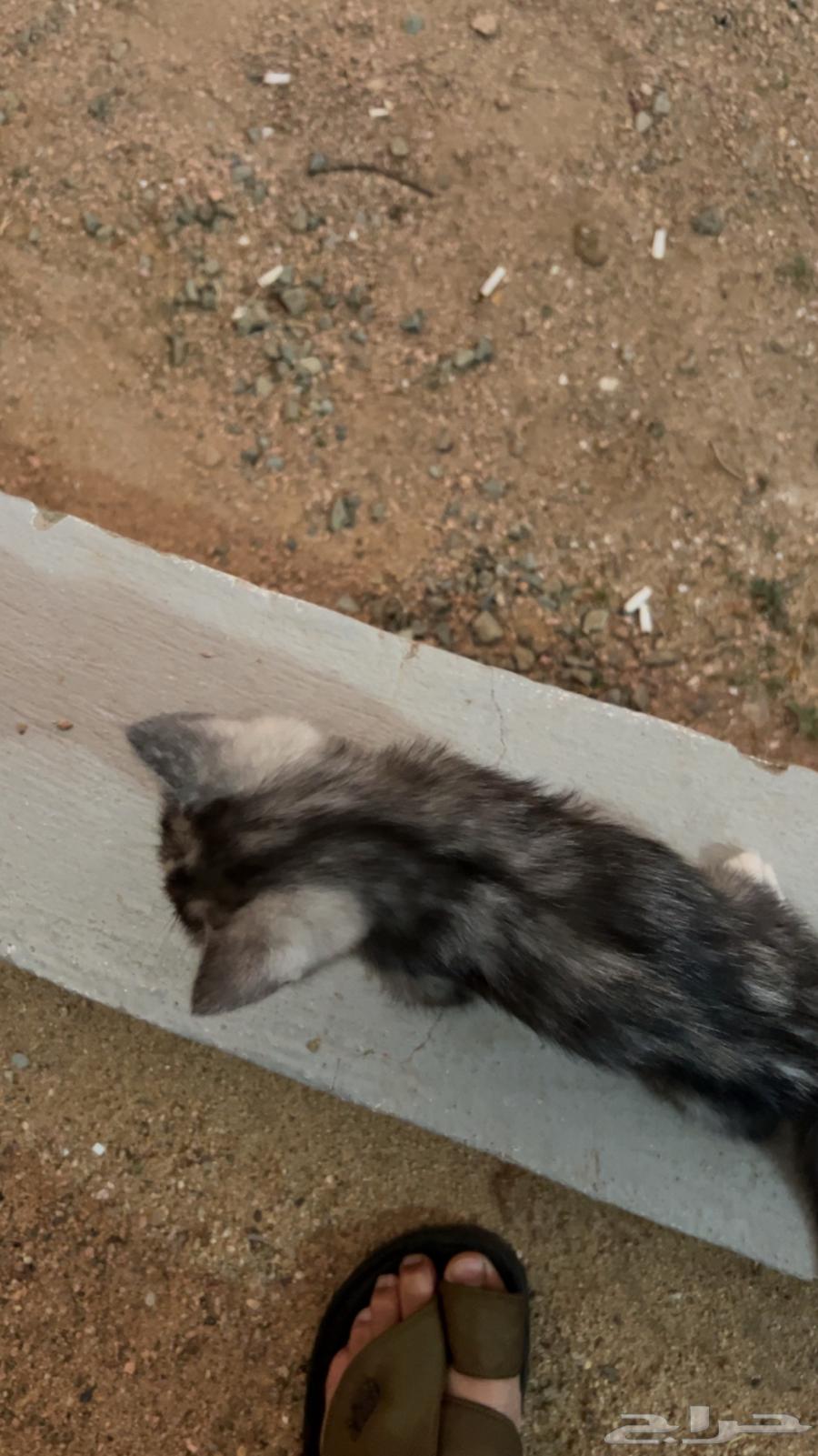 بساس او قطط64594134506883114