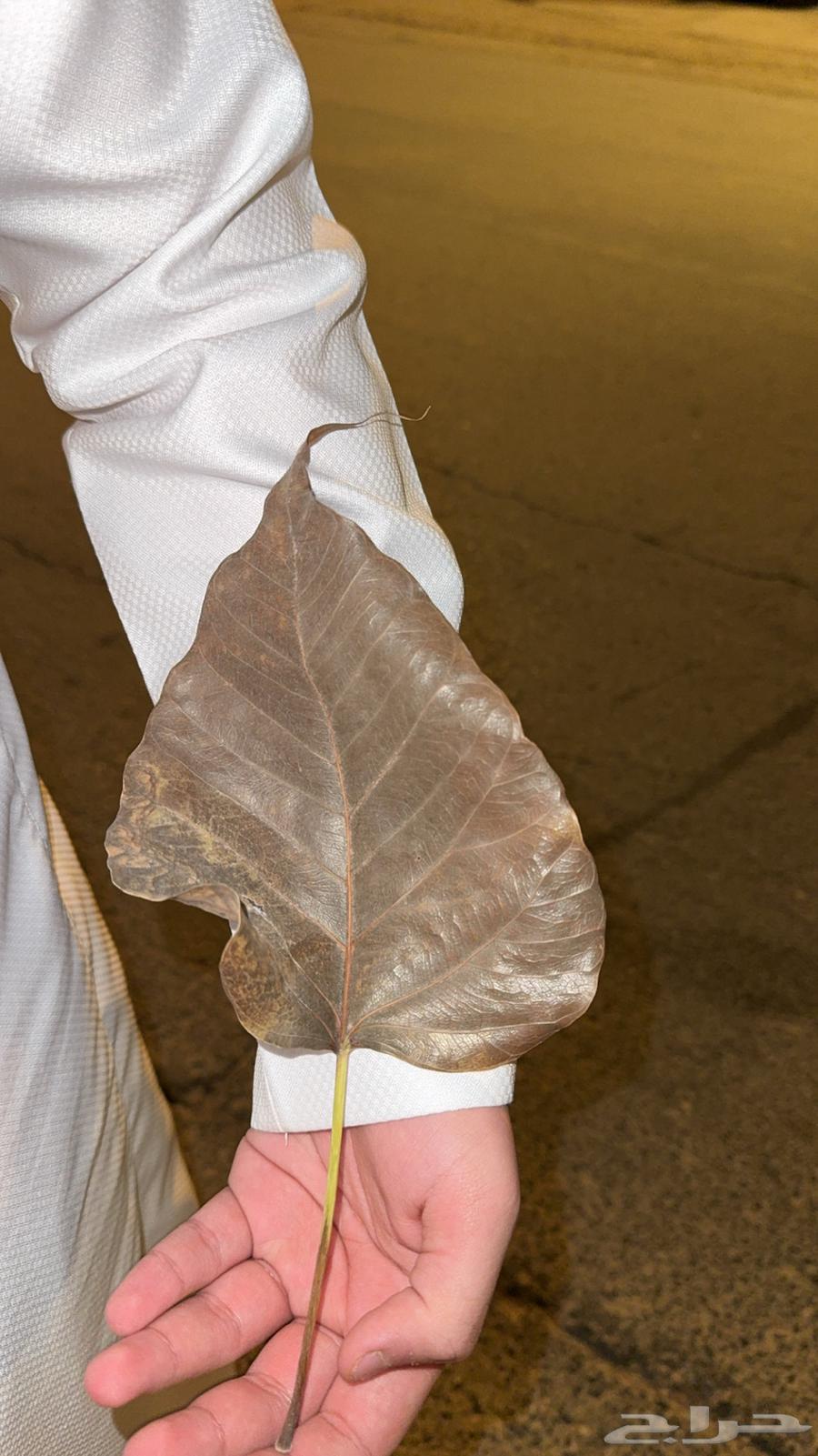 ورقه مقرمشه تقعد معك لين ما تنزل قراند السوم يبدا من خمسه64594788777347110