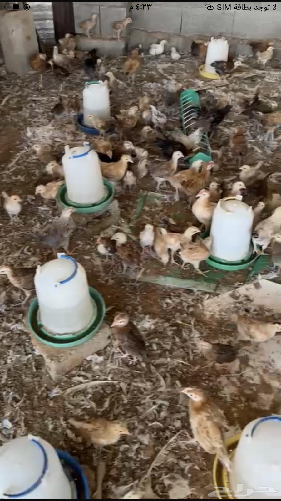 صوص دجاج بلدي64592745437187110