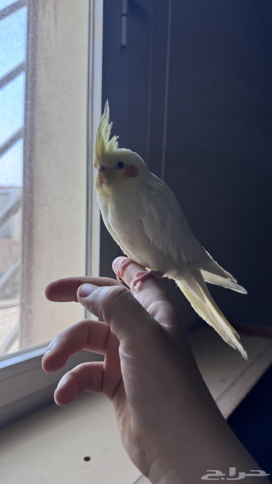 كروان ذكر اليف متكلم64591767803139111