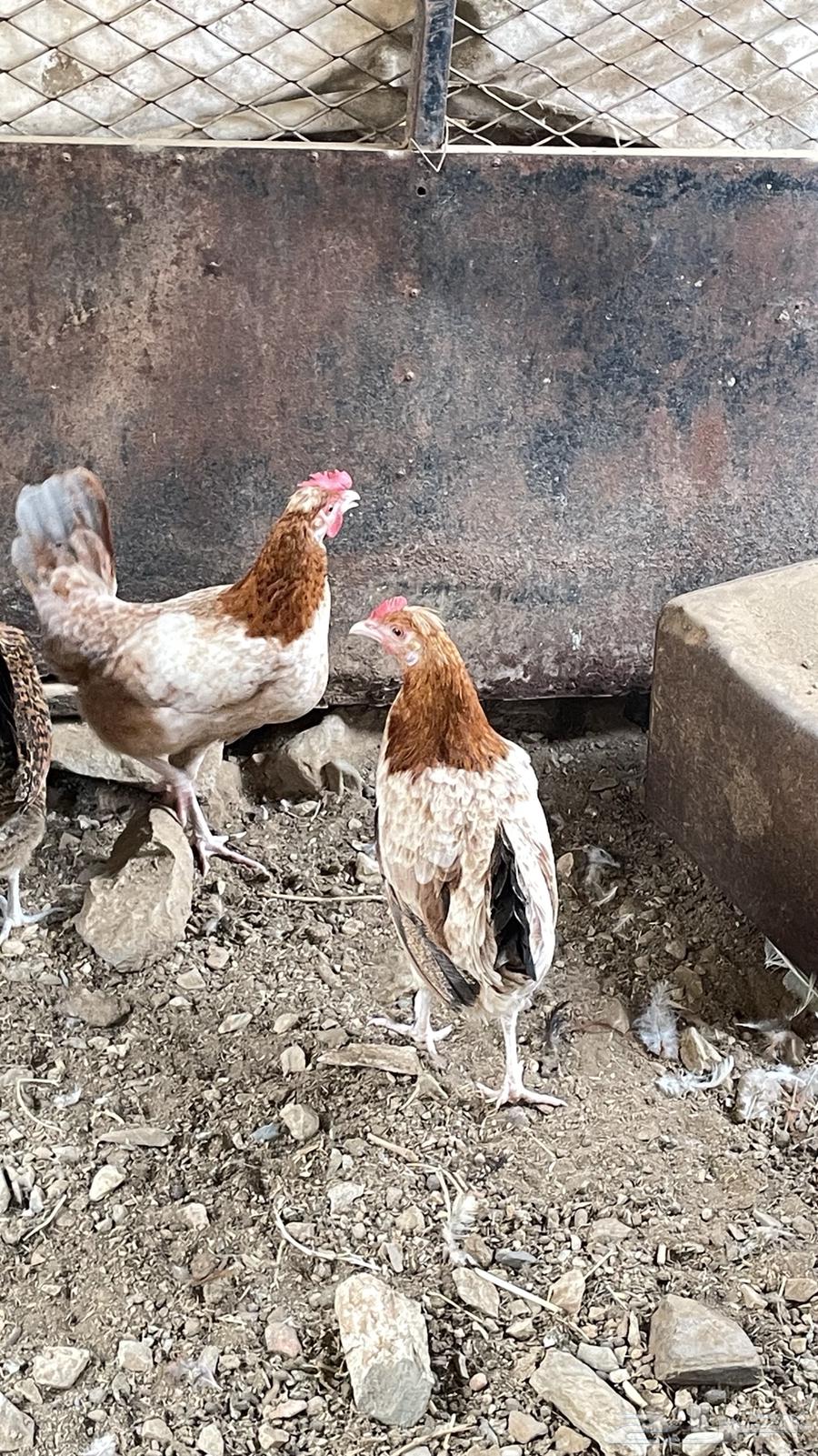 Chicken64594356679426112