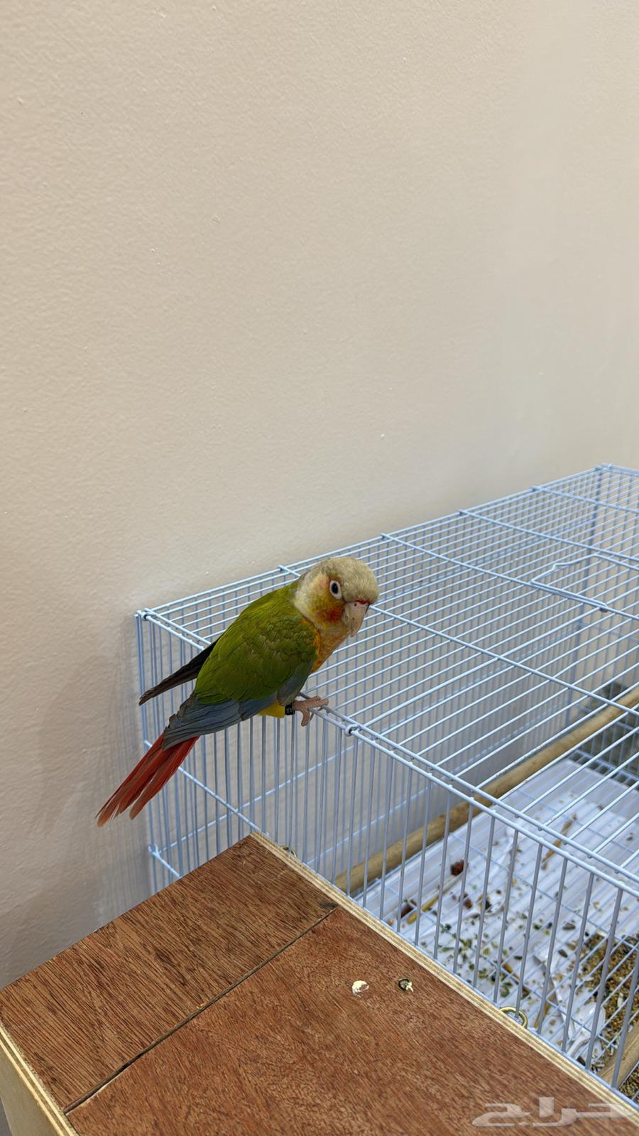 طائر كنيور اناناس للبيع64589191387649111