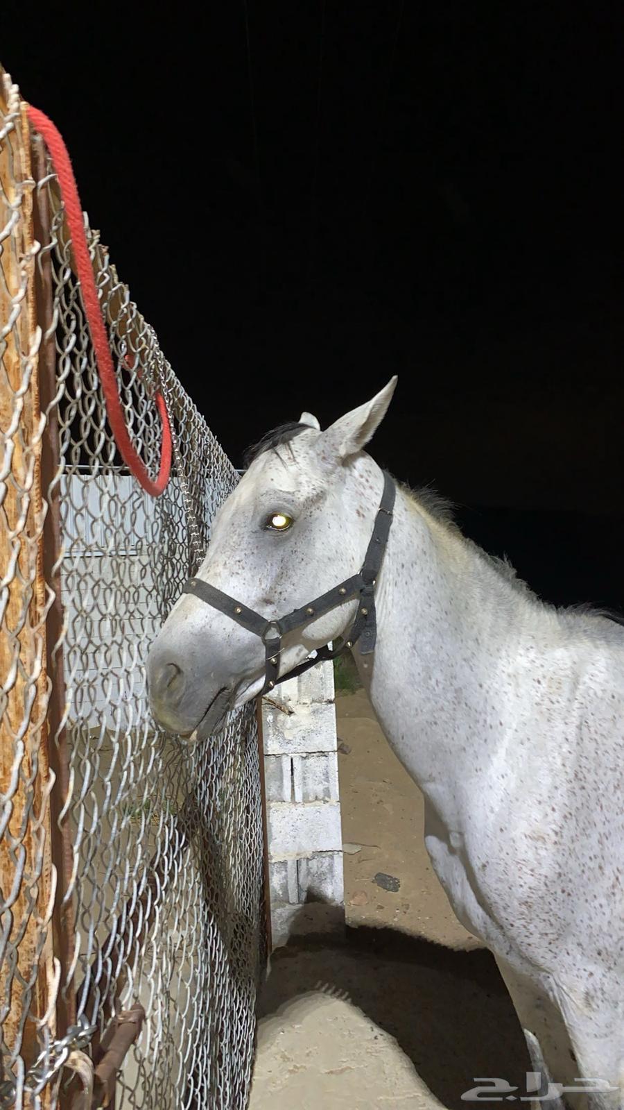 حصان شعبي64596179120897114