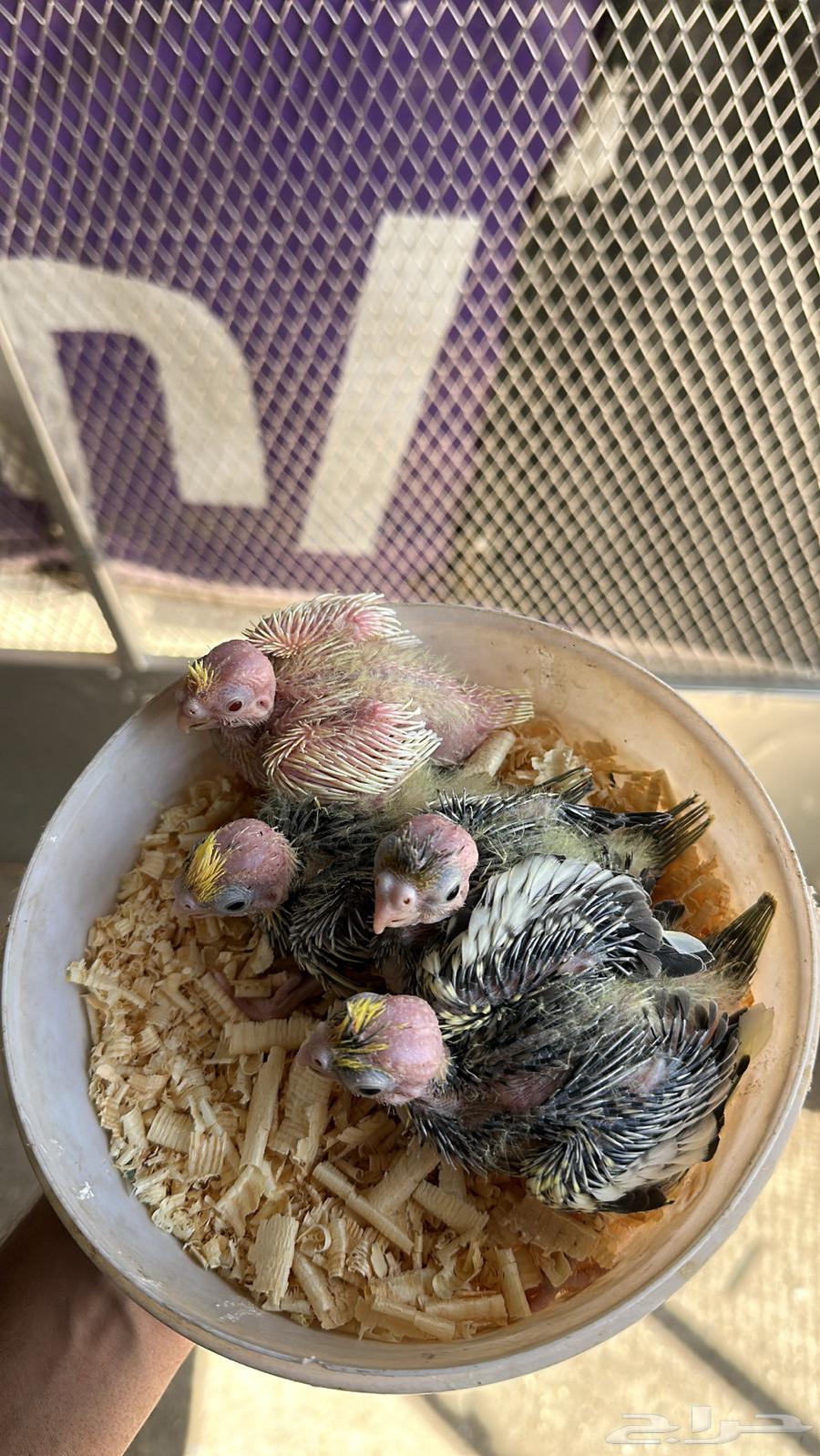 فروخ كروان64591526333954110