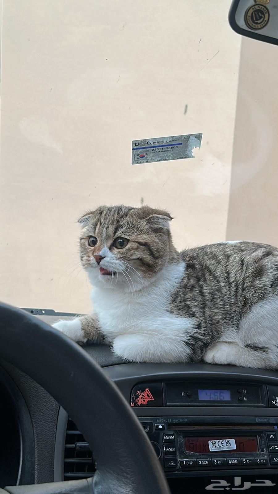 Two kittens for sale, 4 months old each64589413495939112