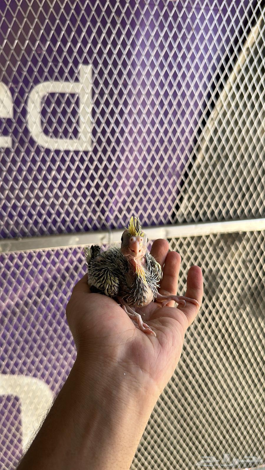 فروخ كروان64591526333954113