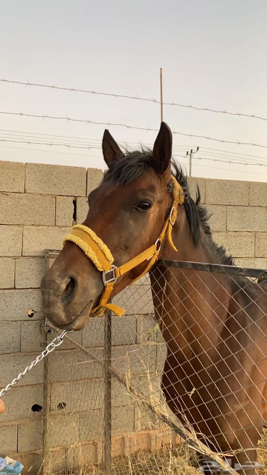 مهر انقليزي64594148905731111