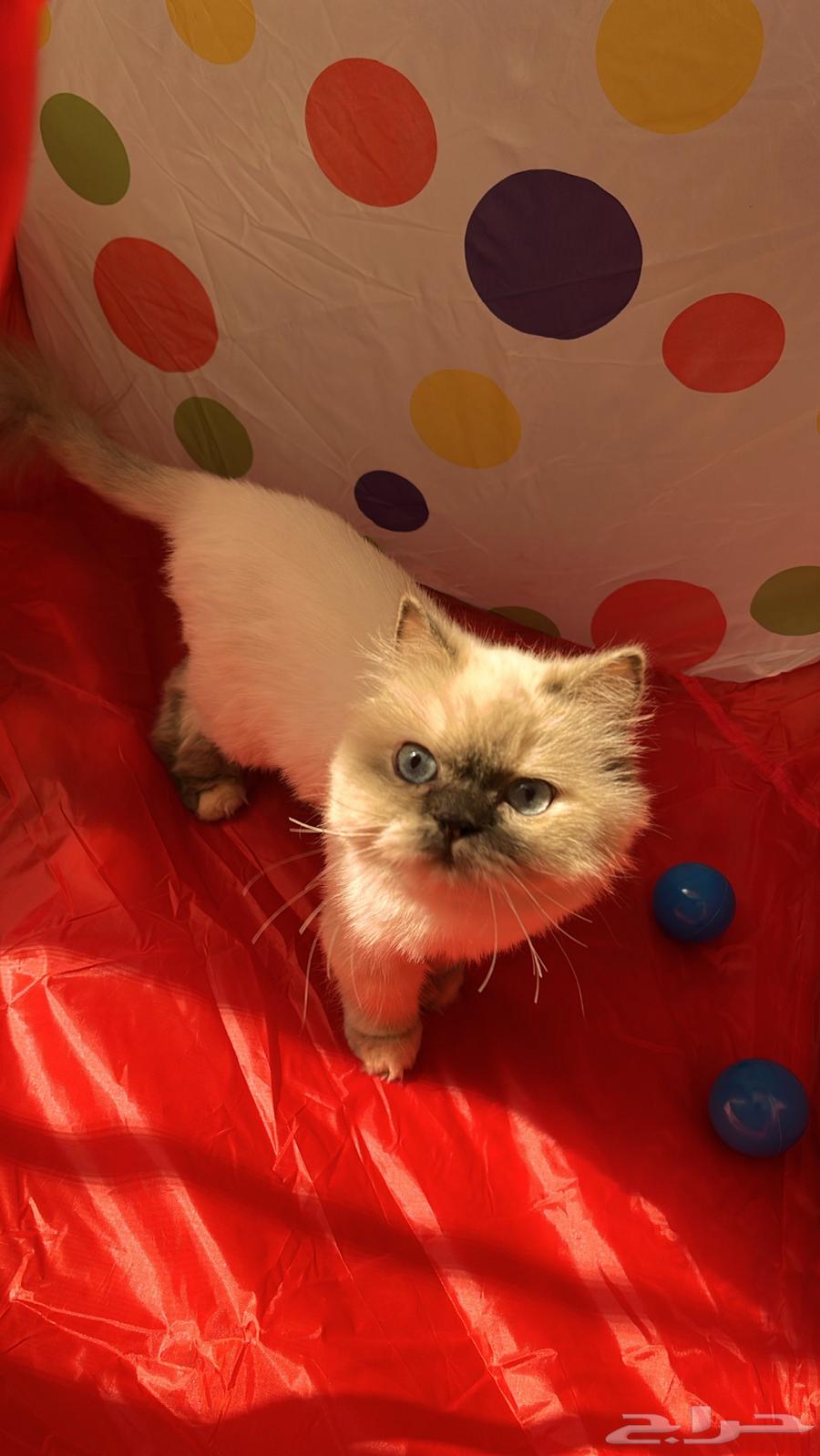 قط هملايا ضايع في الشروق قريب من النظيم المكافأه 500 ريال64590716693762110